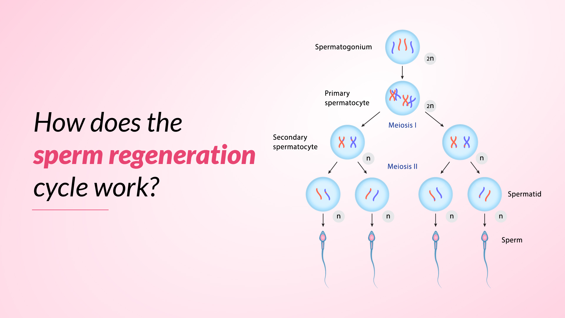 How does the sperm regeneration cycle work